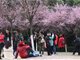重庆森林公园红梅花开游客狂摇造花瓣雨 保安劝不住